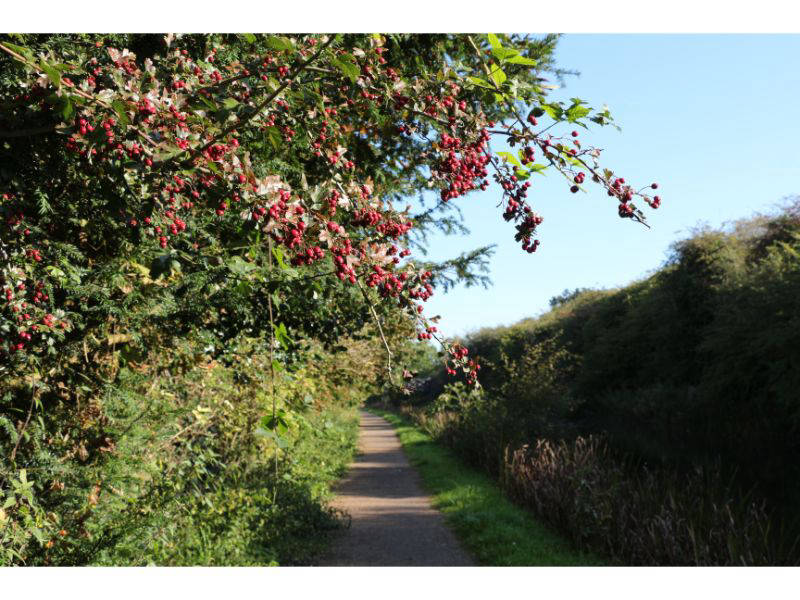 Berry filled hedgerow
